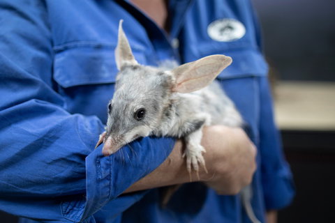 9 Day Outback Adventure - QLD Tourism 0