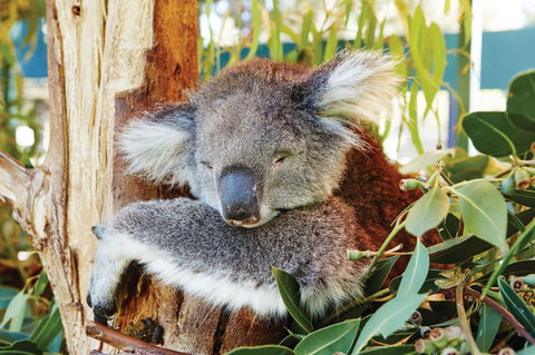 Animals And Family Fun - Queensland Tourism 0