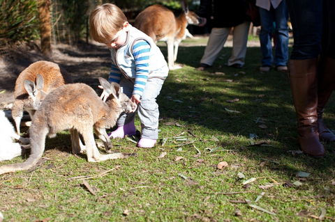 Animals And Family Fun - Queensland Tourism 1