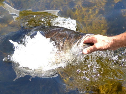 Barra Feeding - Queensland Tourism 1