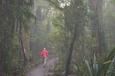 Best Of All Lookout Track, Springbrook National Park - Queensland Tourism 1