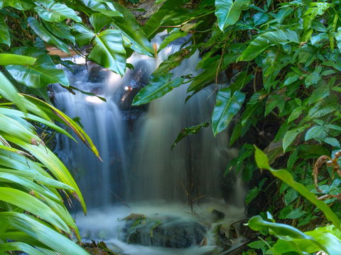 Brisbane Botanic Gardens Mount Coot-tha - QLD Tourism 1