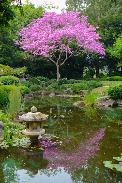 Brisbane Botanic Gardens Mount Coot-tha - QLD Tourism 2