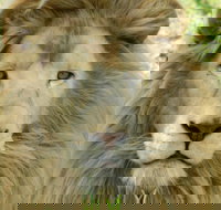 Darling Downs Zoo - QLD Tourism