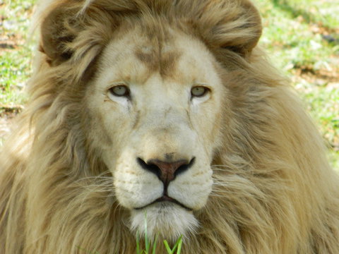 Darling Downs Zoo - QLD Tourism 0