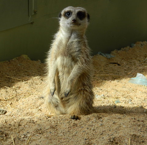 Darling Downs Zoo - QLD Tourism 1