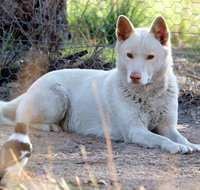 Durong Dingo Sanctuary - QLD Tourism