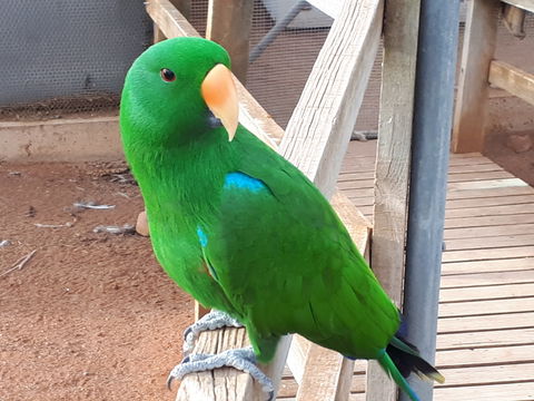 Eyre Reptile & Wildlife Park - Queensland Tourism 0