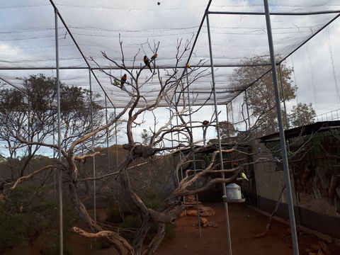 Eyre Reptile & Wildlife Park - Queensland Tourism 2