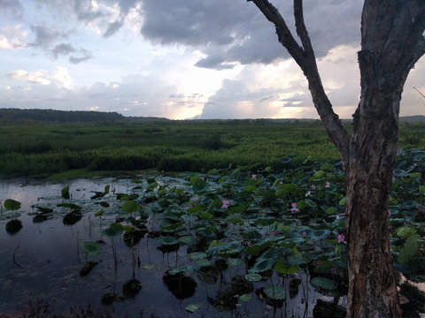 Fogg Dam Conservation Reserve - QLD Tourism 0