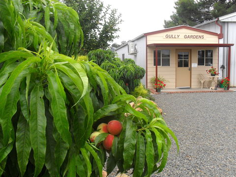 Gully Gardens - Queensland Tourism 0