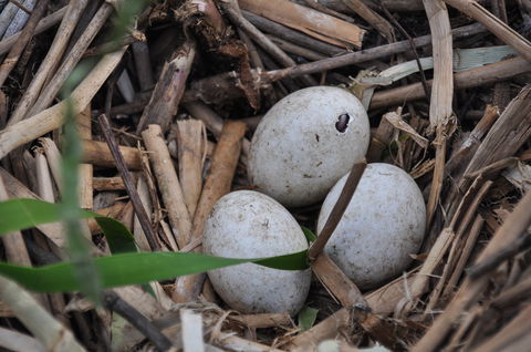 Gwydir Wetlands Moree - Queensland Tourism 2