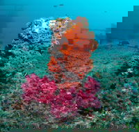 HMAS Brisbane Dive Site - QLD Tourism