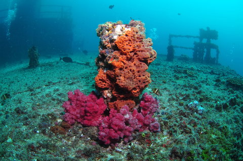 HMAS Brisbane Dive Site - QLD Tourism 0