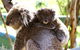 Koala Conservation Reserve - thumb 0