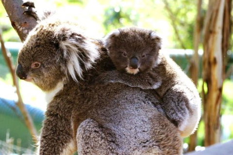Koala Conservation Reserve - Queensland Tourism 0