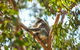 Koala Conservation Reserve - thumb 1