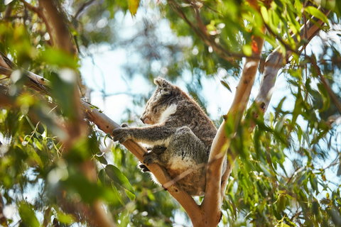 Koala Conservation Reserve - Queensland Tourism 1