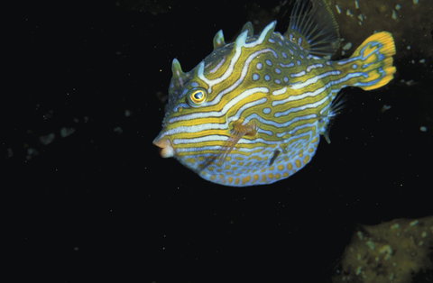 Mushroom Reef Marine Sanctuary - QLD Tourism 0