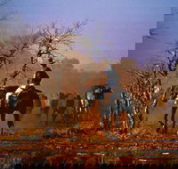 Outback Heritage and Coal Adventure - QLD Tourism