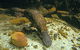 Platypus Pool - thumb 0