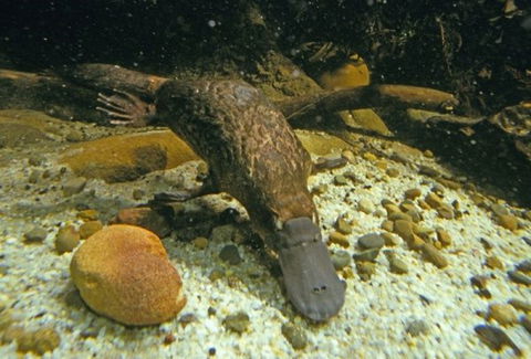 Platypus Pool - QLD Tourism 0