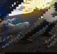 Taralga Wildlife Park - QLD Tourism