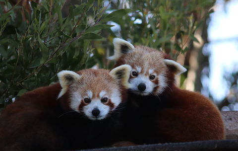 Tasmania Zoo - Queensland Tourism 1
