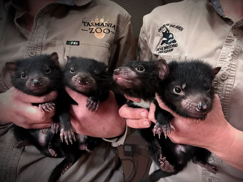 Tasmania Zoo - Queensland Tourism 2