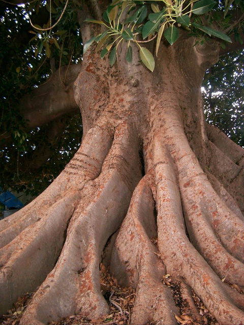The Big Fig Tree - QLD Tourism 0