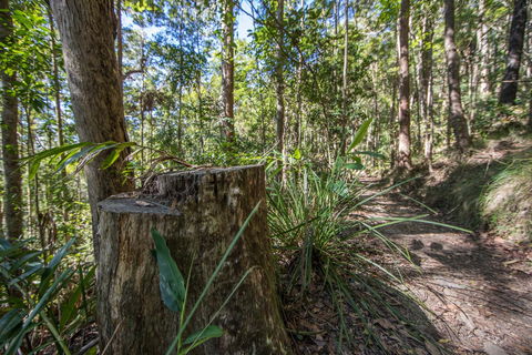 Thylogale Track - QLD Tourism 0