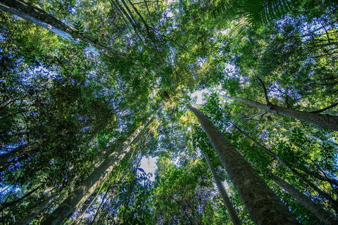 Thylogale Track - QLD Tourism 1
