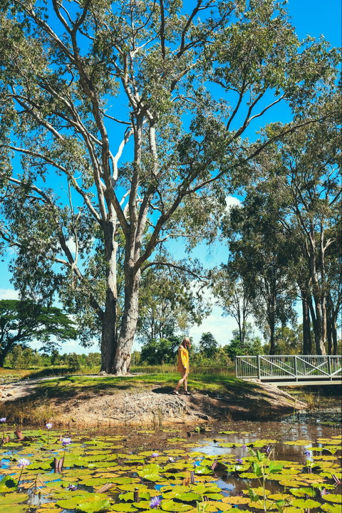 TYTO Wetlands - QLD Tourism 1