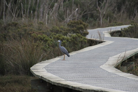 Warringine Park & Bittern Coastal Wetlands Boardwalk - QLD Tourism 1