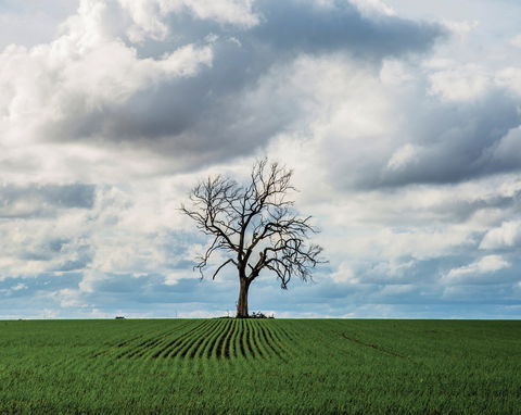Clare Valley - Queensland Tourism 0