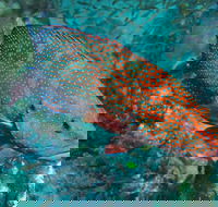 Cobia Hole Dive Site - Queensland Tourism