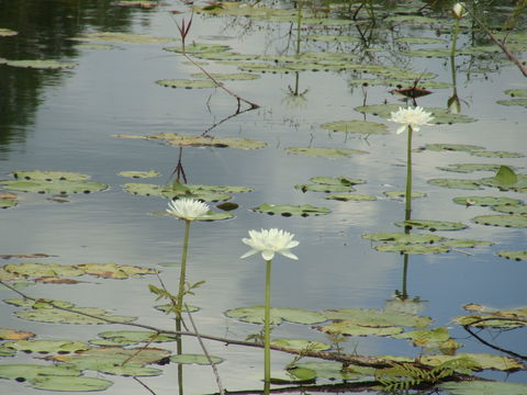 Djukbinj National Park - QLD Tourism 1