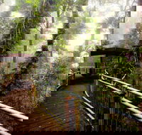 Dorrigo National Park - QLD Tourism