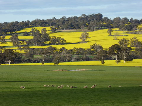 Fini Olives - Queensland Tourism 0