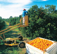 Gayndah's Big Orange - QLD Tourism