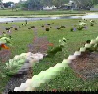 Gooseponds North Mackay - QLD Tourism