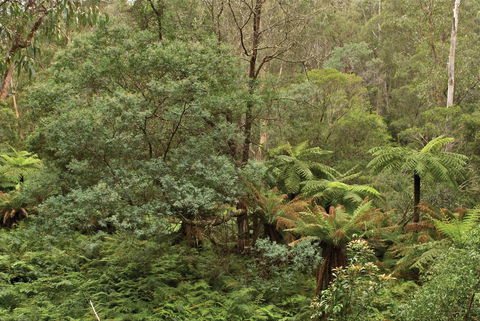 Lind National Park - Queensland Tourism 0