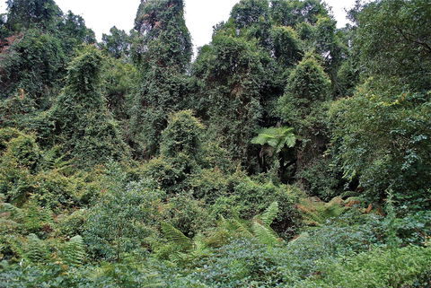 Lind National Park - Queensland Tourism 1