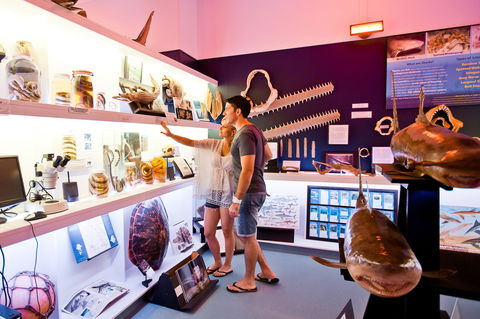 Marine Discovery Centre Hastings Point - QLD Tourism 1