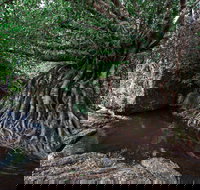Misty Mountains Wilderness Tracks - QLD Tourism