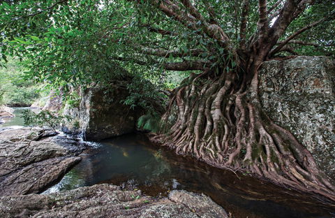 Misty Mountains Wilderness Tracks - QLD Tourism 0