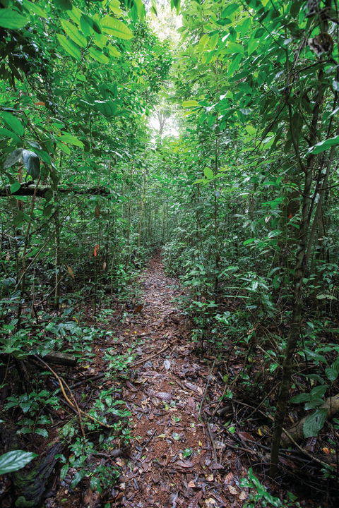 Misty Mountains Wilderness Tracks - QLD Tourism 1