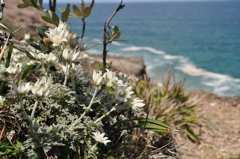 Perpendicular Point - Queensland Tourism 1