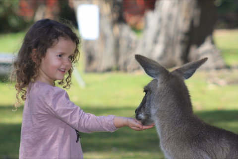 Potoroo Palace Native Animal Sanctuary - QLD Tourism 1