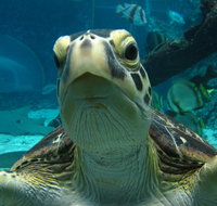 Reef HQ Aquarium - QLD Tourism